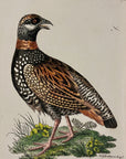 1789 Francolin Shaw & Nodder Hand Colored Copperplate Engraving