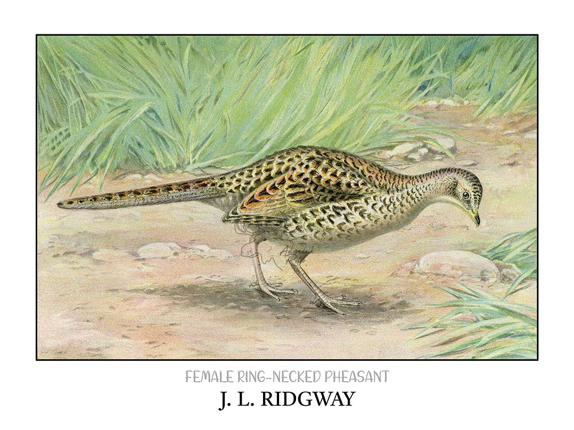 a drawing of a bird walking in the sand