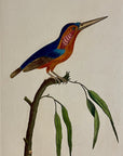 1789 Minute Kingfisher Shaw & Nodder Hand Colored Copper Engraving
