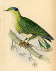 1835 Blue And Green Turteline Hand-Colored Engraving Jardine Lizars - Pigeons