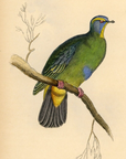 1835 Blue-Capped Turteline Hand-Colored Engraving Jardine Lizars - Pigeons