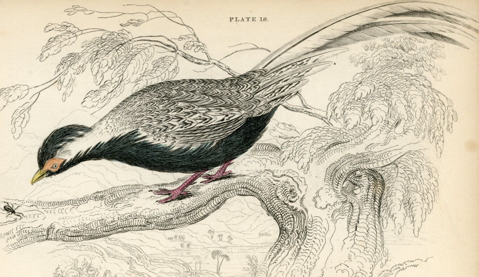 1834 The Silver Pheasant Hand-Colored Steel Engraving Jardine Lizars