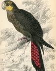 1836 Stellated Geringore Hand-Colored Engraving Jardine Lizars - Parrots