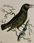 1789 Lunulated Thrush Shaw & Nodder Hand Colored Copperplate Engraving