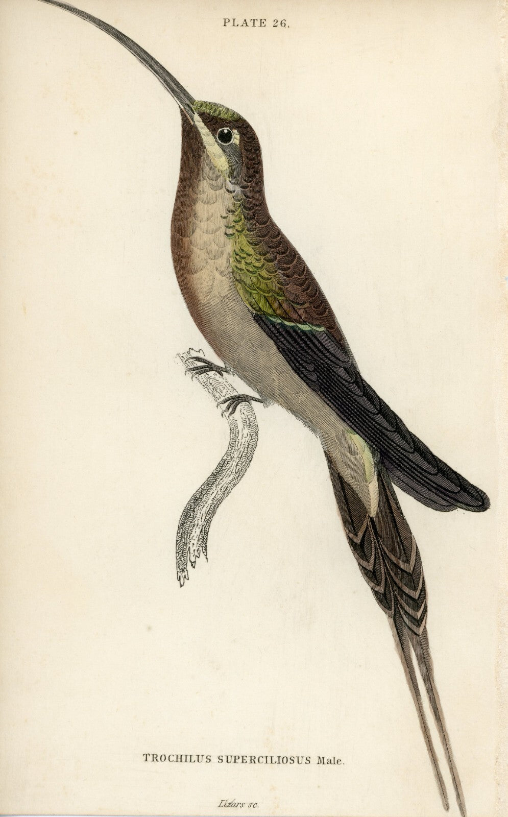 1833 The Supercilious Hummingbird Hand-Colored Engraving Jardine Lizars