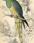 1836 Blue-Headed Nanodes Hand-Colored Steel Engraving Jardine Lizars - Parrots