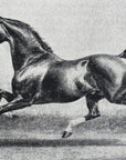 1892 Matchless, Of Londensborough Horse Antique Wood Engraving