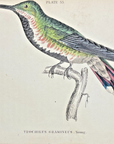 1833 Black-Breasted Hummingbird Hand-Colored Steel Engraving Jardine Lizars