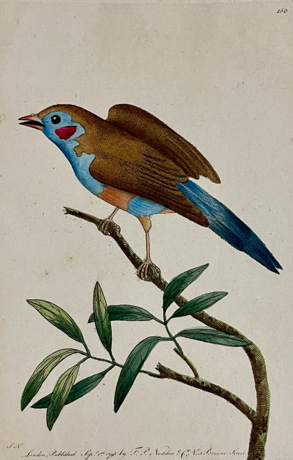 1789 Blue-Bellied Finch Shaw & Nodder Hand Colored Copperplate Engraving