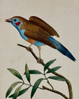 1789 Blue-Bellied Finch Shaw & Nodder Hand Colored Copperplate Engraving