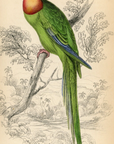 1836 Barraband Ring Parakeet Hand-Colored Engraving Jardine Lizars - Parrots