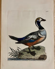 1789 Harlequin Duck Shaw & Nodder Hand Colored Copperplate Engraving