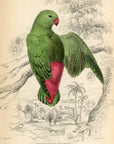 1836 Sapphire-Crowned Psittacule Hand-Colored Engraving Jardine Lizars - Parrots