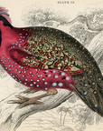 1834 The Nepaul or Horned Tragopan Hand-Colored Steel Engraving Jardine Lizars