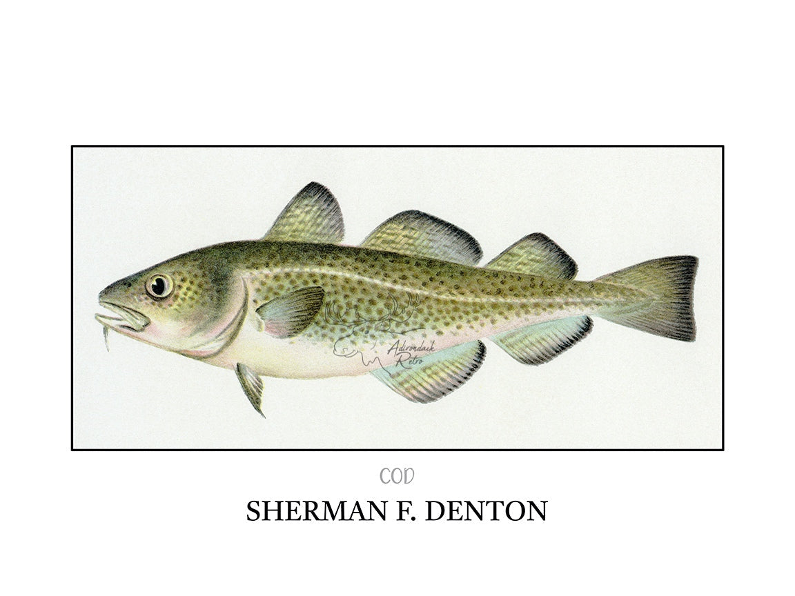 a drawing of a fish on a white background