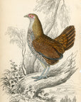 1834 Sonnerat's Wild Cock (Female) Hand-Colored Steel Engraving Jardine Lizars