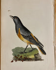 1789 Watchful Thrush Shaw & Nodder Hand Colored Copperplate Engraving