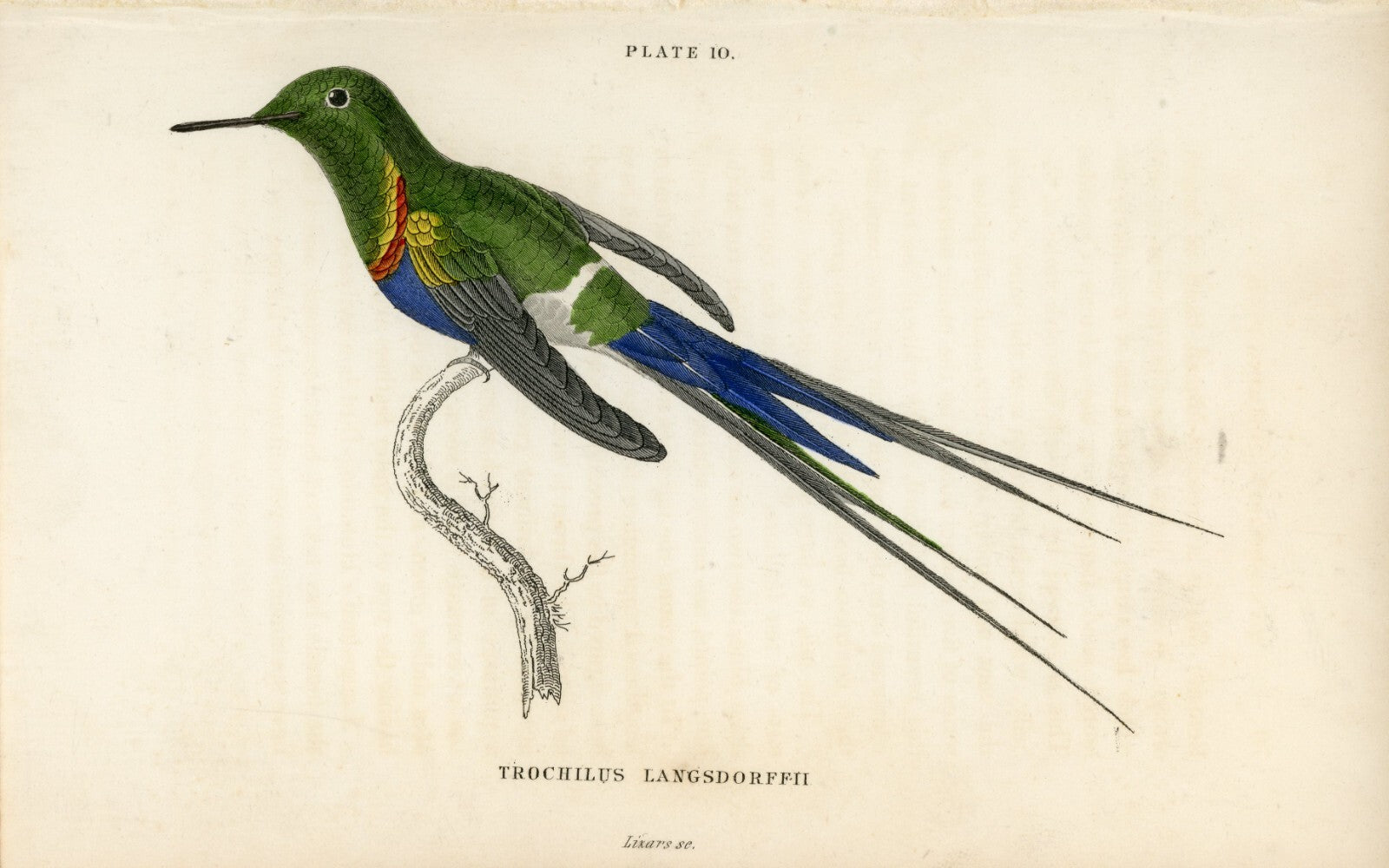 1833 Langsdorff's Hummingbird Hand-Colored Engraving Jardine Lizars