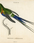 1833 Langsdorff's Hummingbird Hand-Colored Engraving Jardine Lizars