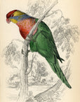 1836 Varied Lorikeet Hand-Colored Engraving Jardine Lizars - Parrots