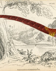 1834 Soemmering's Pheasant Hand-Colored Steel Engraving Jardine Lizars