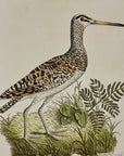 1789 Chinese Snipe Shaw & Nodder Hand Colored Copperplate Engraving