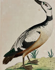 1789 Western Duck Shaw & Nodder Hand Colored Copperplate Engraving