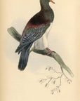 1835 Chestnut-Shouldered Pigeon Hand-Colored Engraving Jardine Lizars - Pigeons