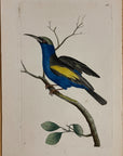 1789 Cyanean Blue Creeper Shaw & Nodder Hand Colored Copper Engraving