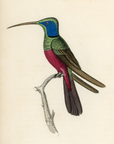 1833 Harlequin Hummingbird Hand-Colored Steel Engraving Jardine Lizars