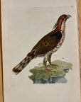 1789 Narrow-Crested Falcon Shaw & Nodder Hand Colored Copperplate Engraving