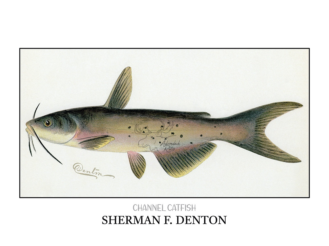 a drawing of a fish on a white background