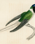 1833 Double-Crested Hummingbird Hand-Colored Steel Engraving Jardine Lizars