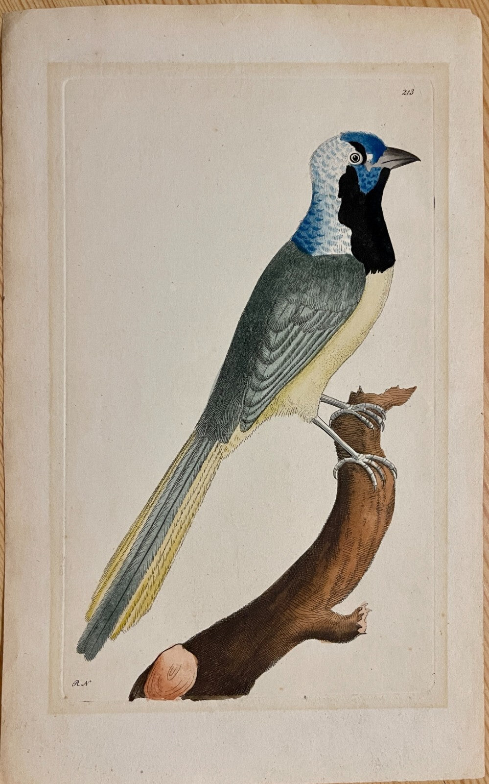 1789 Peruvian Jay Shaw & Nodder Hand Colored Copper Engraving