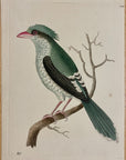 1789 Chinese Roller Shaw & Nodder Hand Colored Copperplate Engraving