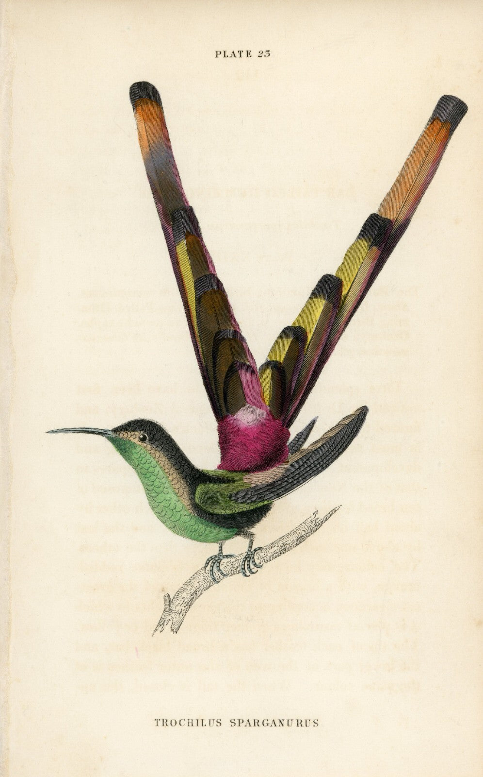 1833 Bar-Tailed Hummingbird Hand-Colored Engraving Jardine Lizars