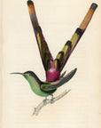 1833 Bar-Tailed Hummingbird Hand-Colored Engraving Jardine Lizars