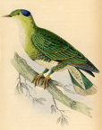 1835 Blue And Green Turteline Hand-Colored Engraving Jardine Lizars - Pigeons
