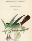 1833 Hummingbird Hand-Colored Frontispiece Jardine Lizars Ornithilogy Vol. II