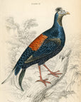 1834 The Macartney Cock (Male) Hand-Colored Steel Engraving Jardine Lizars
