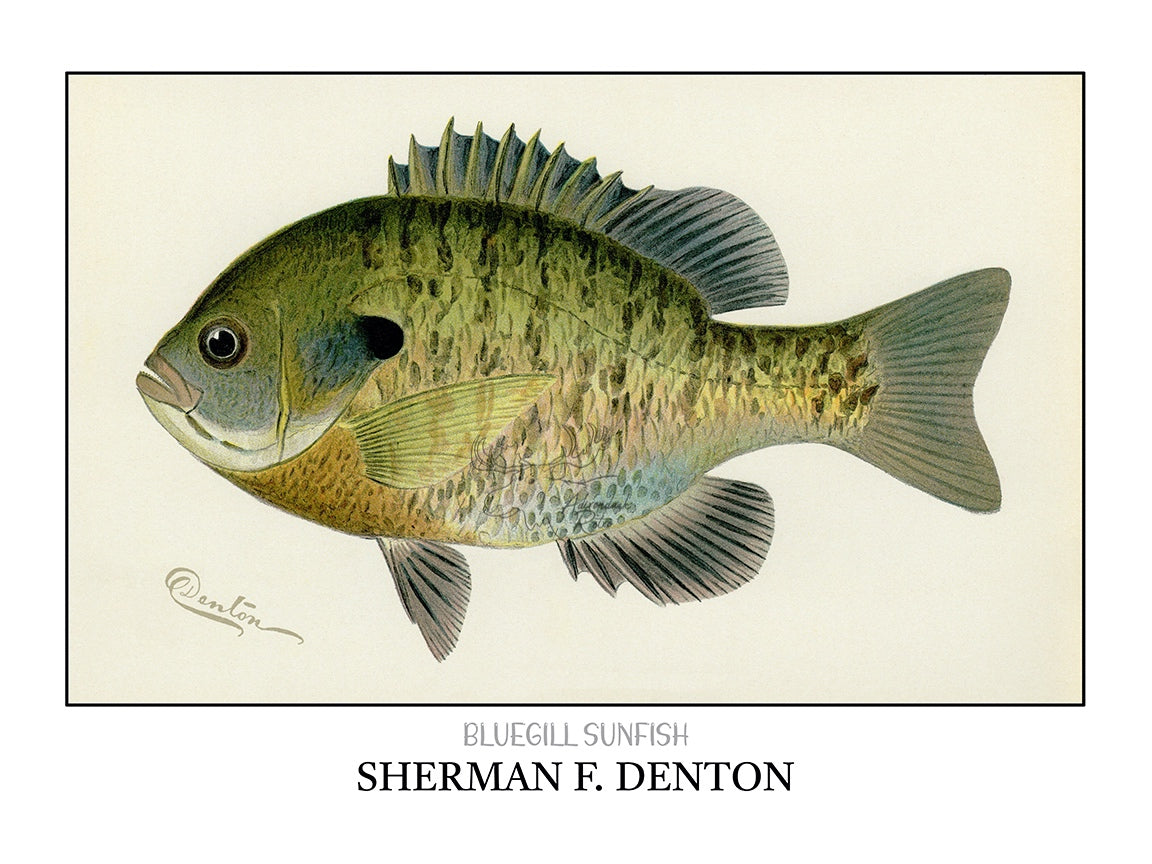 a drawing of a fish on a white background