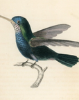 1833 Blue-Green Hummingbird Hand-Colored Steel Engraving Jardine Lizars