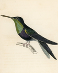 1833 Violet Fork-Tailed Hummingbird Hand-Colored Steel Engraving Jardine Lizars