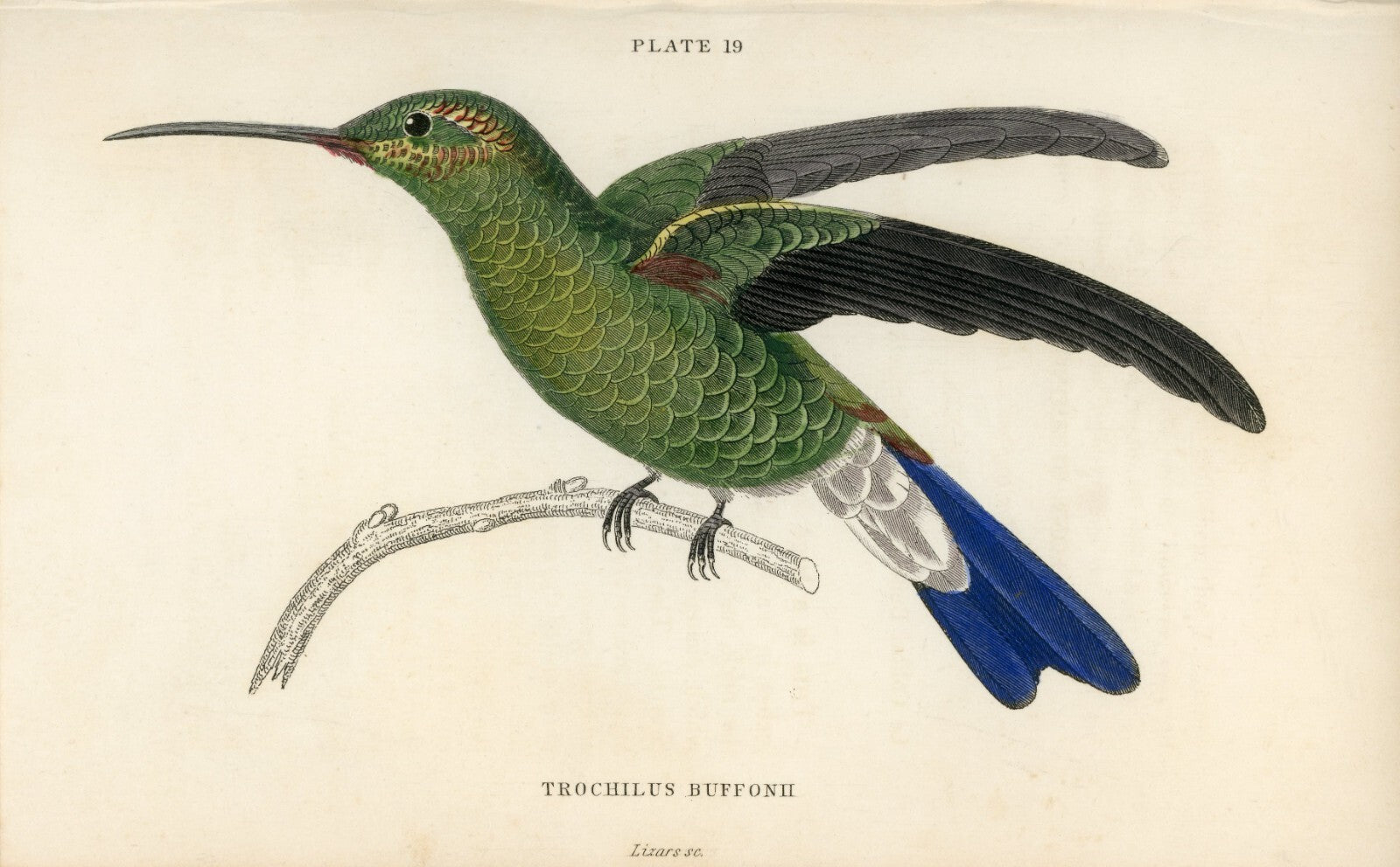 1833 Buffon's Hummingbird Hand-Colored Engraving Jardine Lizars