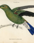 1833 Buffon's Hummingbird Hand-Colored Engraving Jardine Lizars