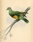 1835 Purple-Crowned Turteline Hand-Colored Engraving Jardine Lizars - Pigeons