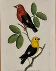 1789 Red-Shouldered Tanager Shaw & Nodder Hand Colored Copper Engraving