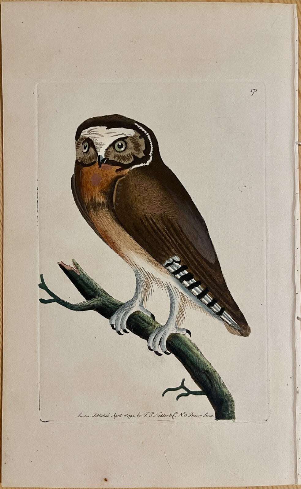 1789 White-Fronted Owl Shaw & Nodder Hand Colored Copper Engraving