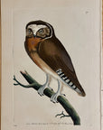 1789 White-Fronted Owl Shaw & Nodder Hand Colored Copper Engraving