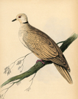 1835 Ringed Turtle Dove Hand-Colored Engraving Jardine Lizars - Pigeons